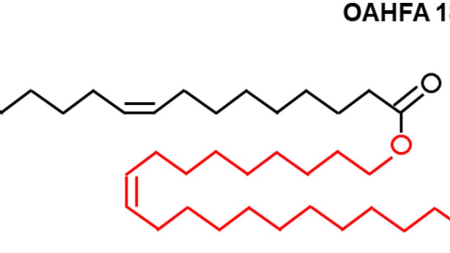 Human meibum and tear film derived (O-acyl)-omega-hydroxy fatty acids in meibomian gland dysfunction